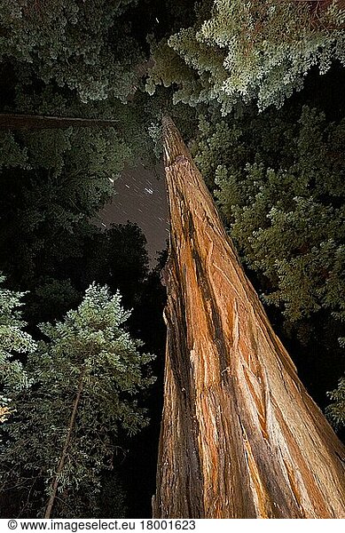 Küstenmammutbaum (Sequoia sempervirens) mit Blick vom Stamm zum Kronendach  im Wald mit nächtlichem Sternenhimmel  Humboldt Redwoods State Park  Avenue of the Giants  Nordkalifornien  USA  Februar  Nordamerika