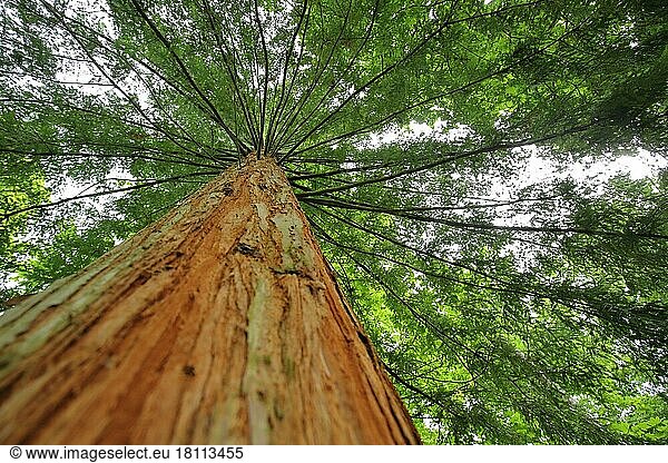 Küstenmammutbaum (Sequoia sempervirens) mit Perspektive nach oben  Liliental  Kaiserstuhl  Breisgau  Baden-Württemberg  Deutschland  Europa