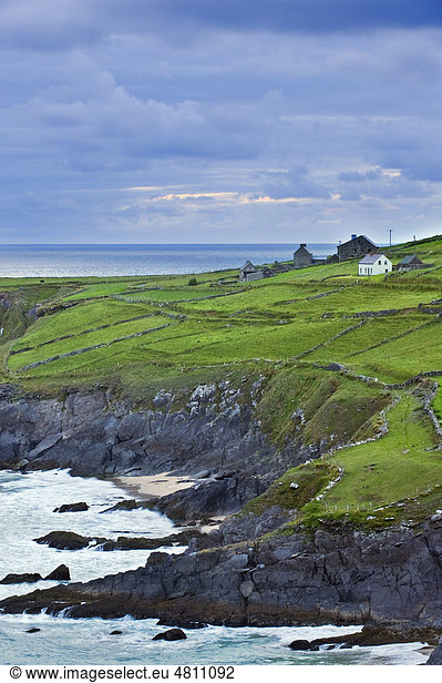 Küstenstrich mit Häusern und Feldern mit Trockenmauern  Dingle Halbinsel  County Kerry  Irland  Europa