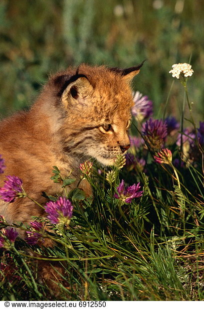 Kätzchen  Katze  Luchs  lynx lynx