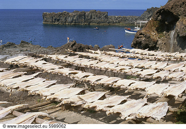 Kabeljau trocknen  Camara de Lobos  Madeira  Portugal  Atlantik  Europa
