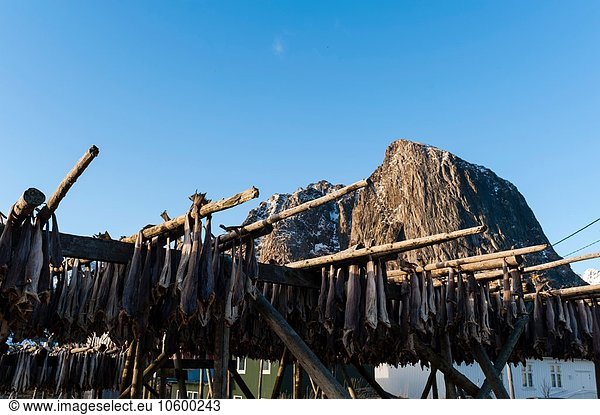 Kabeljau-Trocknung auf Racks  Hamnoy  Lofoten  Norwegen
