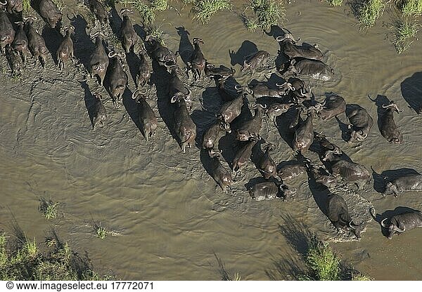 Kaffernbüffel  Sambia  Afrika