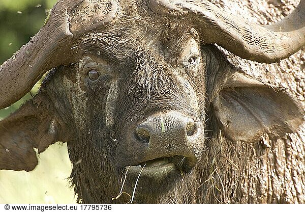 Kaffernbüffel (Syncerus caffer)  Büffel  Huftiere  Paarhufer  Säugetiere  Tieren Buffalo  bull  Tanzania  damaged eye
