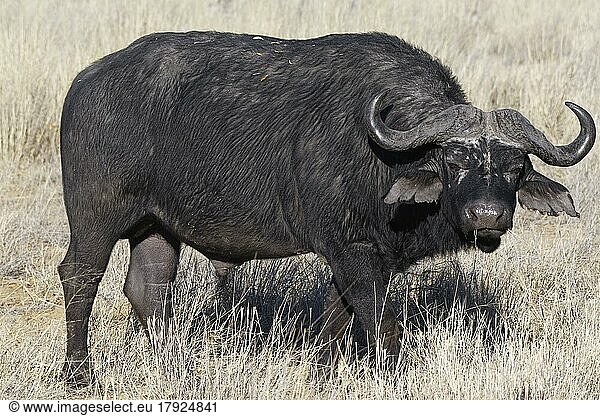 Kaffernbüffel (Syncerus caffer)  erwachsenes Männchen bei der Futtersuche im hohen trockenen Gras  Blickkontakt  Savanne  Mahango Core Area  Bwabwata National Park  Kavango East  Caprivi Strip  Namibia  Afrika