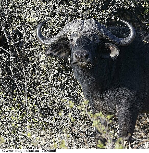 Kaffernbüffel (Syncerus caffer)  erwachsenes Männchen  Blickkontakt  Tierportrait  Savanne  Mahango Core Area  Bwabwata National Park  Kavango Ost  Caprivi-Streifen  Namibia  Afrika