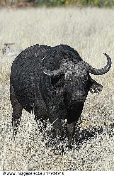 Kaffernbüffel (Syncerus caffer)  erwachsenes Männchen im hohen trockenen Gras  Blickkontakt  Savanne  Mahango Core Area  Bwabwata National Park  Kavango East  Caprivi Strip  Namibia  Afrika