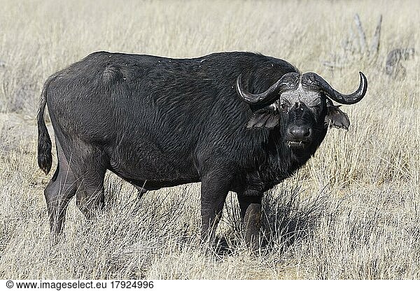 Kaffernbüffel (Syncerus caffer)  erwachsenes Männchen im hohen trockenen Gras  Blickkontakt  Savanne  Mahango Core Area  Bwabwata National Park  Kavango East  Caprivi Strip  Namibia  Afrika