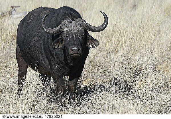 Kaffernbüffel (Syncerus caffer)  erwachsenes Männchen im hohen trockenen Gras  Blickkontakt  Savanne  Mahango Core Area  Bwabwata National Park  Kavango East  Caprivi Strip  Namibia  Afrika