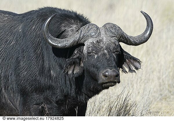 Kaffernbüffel (Syncerus caffer)  erwachsenes Männchen im hohen trockenen Gras  Blickkontakt  Tierportrait  Savanne  Mahango Core Area  Bwabwata National Park  Kavango Ost  Caprivi-Streifen  Namibia  Afrika