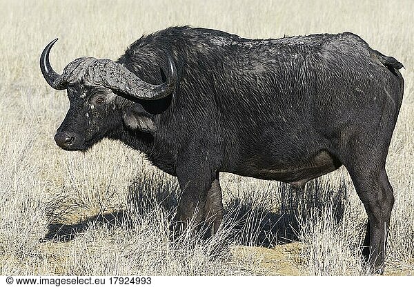 Kaffernbüffel (Syncerus caffer)  erwachsenes Männchen im hohen trockenen Gras  wachsam  Blickkontakt  Savanne  Mahango Core Area  Bwabwata National Park  Kavango East  Caprivi Strip  Namibia  Afrika