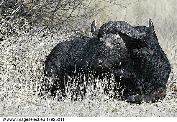 Kaffernbüffel (Syncerus caffer)  erwachsenes Männchen im trockenen Gras liegend  Blickkontakt  Tierportrait  Savanne  Mahango Core Area  Bwabwata National Park  Kavango Ost  Caprivi-Streifen  Namibia  Afrika