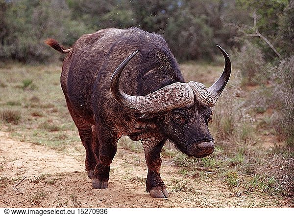 Kaffernbueffel  KaffernbÃ¼ffel  Syncerus caffer  SÃ¼dafrika  Suedafrika