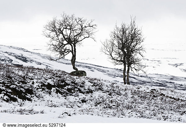 Kahle B‰ume mit etwas Schnee am Hardanger Vidda  Hardangervidda  Norwegen  Skandinavien  Nordeuropa