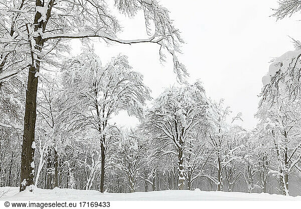 Kahle Bäume mit Schnee bedeckt