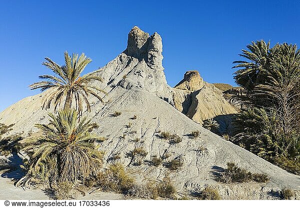 Kahle Kämme aus erodiertem Sandstein und Palmen in der Wüste von Tabernas  der einzigen echten Wüste Europas. Ansicht aus der Luft. Drohnenaufnahme. Provinz Almeria  Andalusien  Spanien.