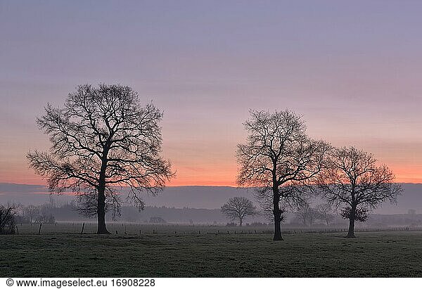 Kahle Laubbäume im Morgengrauen  Morgenrot  Niederrhein  Nordrhein-Westfalen  Deutschland  Europa