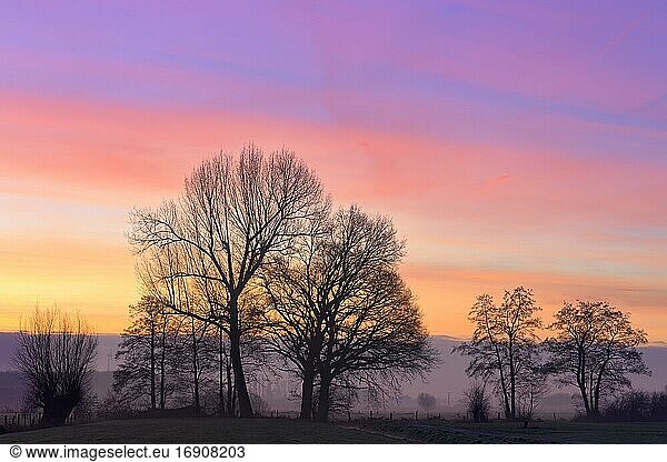 Kahle Laubbäume im Morgenrot  Niederrhein  Nordrhein-Westfalen  Deutschland  Europa