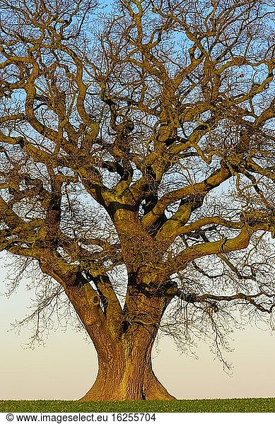 Kahle mächtige Eiche (Quercus)  Melle  Nordrhein-Westfalen  Deutschland  Europa