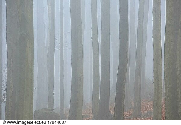 Kahle Stämme von Buchen im Nebel im Herbstwald  unheimliche mystische Stimmung  Nationalpark Sächsische Schweiz  Sachsen  Deutschland  Europa
