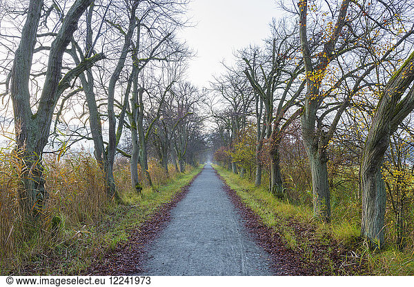 Kahle  von Laubbäumen gesäumte Allee im Herbst in Hessen  Deutschland