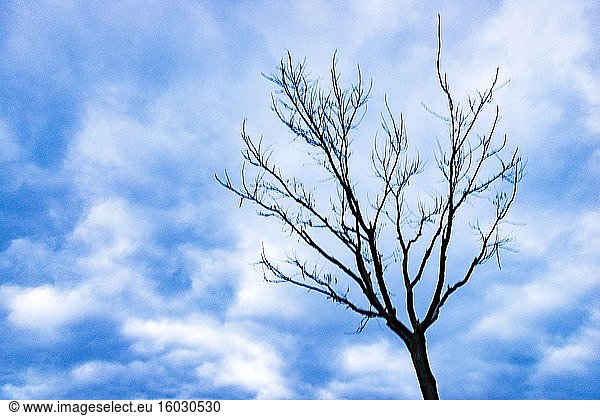 Kahler Baum und Wolken am blauen Himmel  Almansa  Provinz Albacete  Kastilien-La Mancha  Spanien