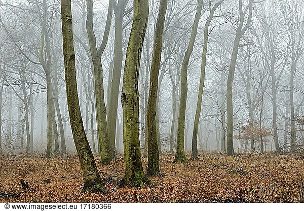 Kahler Buchenwald im Winter  dichter Nebel  Burgenlandkreis  Sachsen-Anhalt  Deutschland  Europa