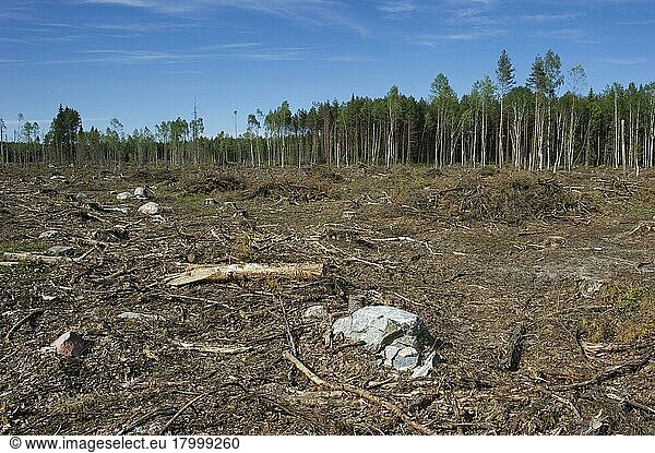 Kahlschlag von Nadelwäldern  Schweden  Juni  Europa