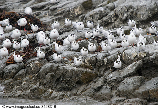Kaikoura  Seeschwalben im Regen auf Felsen sitzend