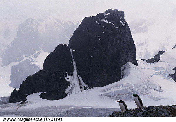 Kaiserpinguin  Aptenodytes forsteri  nahe  Insel  Antarktis