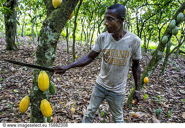 Kakaoernte in einer Plantage bei Agboville  Elfenbeinküste.