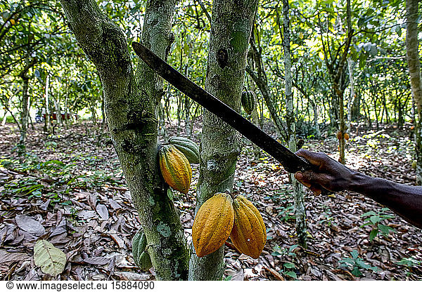 Kakaoernte in einer Plantage bei Agboville  Elfenbeinküste.