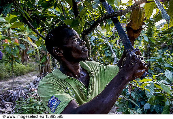 Kakaopflanzer bei der Ernte auf seiner Plantage bei Agboville  Elfenbeinküste.