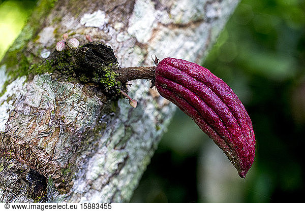 Kakaoschössling in einer Plantage bei Agboville  Elfenbeinküste.