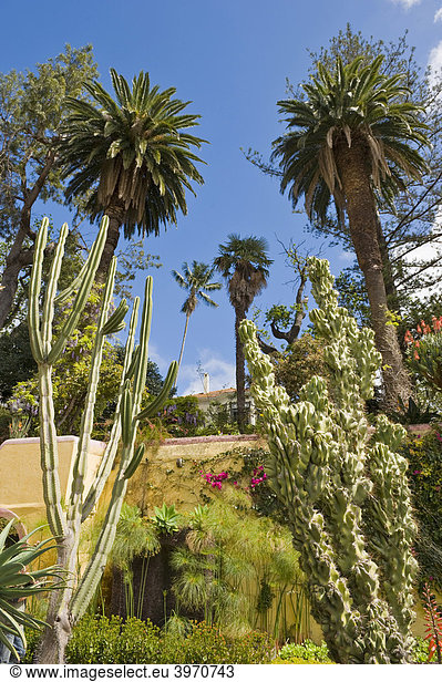 Kakteen und Palmen im Botanischen Garten  Jardim Botanico  Funchal  Madeira  Portugal