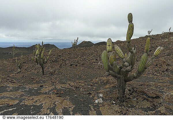 Kakteengewächse (Cactaceae) in Lavafeld  Insel Isabela  Galapagos  Ecuador  South America