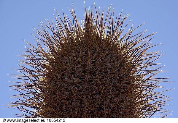 Kaktus (Echinopsis atacamensis), Detail, Isla Incahuasi oder Isla del pescado, Salar de Uyuni, Altiplano, Bolivien, Südamerika