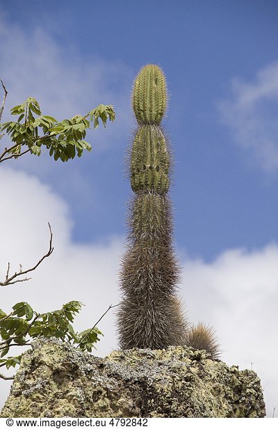 Kaktus (Jasminocereus thouarsii),  endemisch in Ecuador und den Galapagos Inseln,  auf San Cristobal Island,  Galapagos-Inseln,  Pazifik