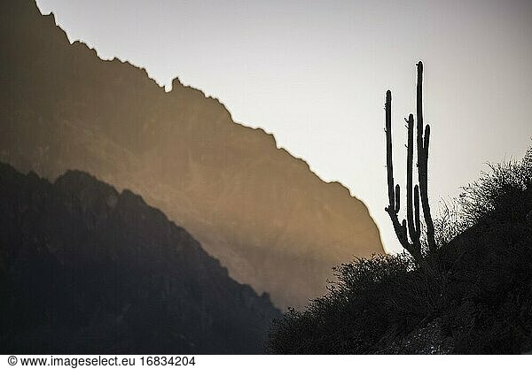 Kaktus als Silhouette im Colca Canyon bei Sonnenuntergang  Peru