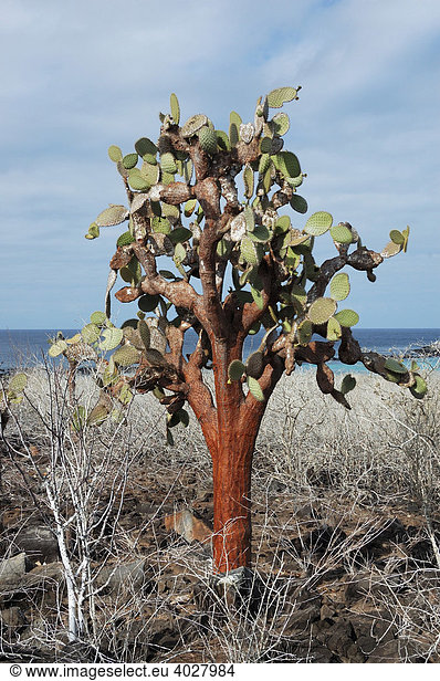 Kaktus Baum (Cactaceae)  Galápagos-Inseln  Española Insel  Ecuador  Südamerika