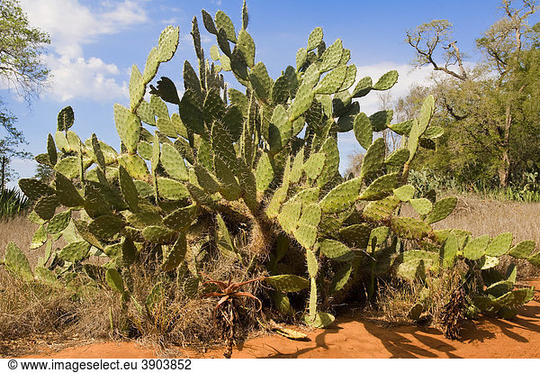 Kaktus  Berenty Reserve  Madagaskar  Afrika