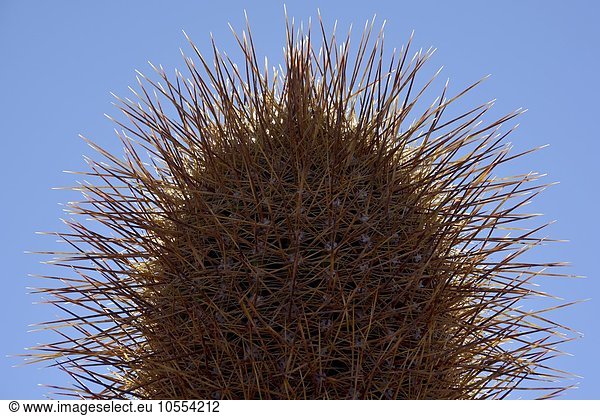Kaktus (Echinopsis atacamensis)  Detail  Isla Incahuasi oder Isla del pescado  Salar de Uyuni  Altiplano  Bolivien  Südamerika