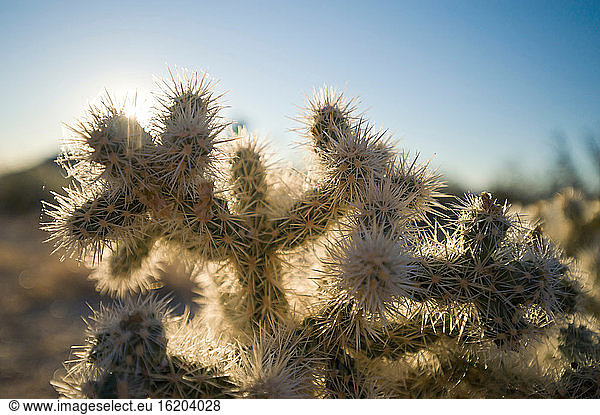 Kaktus im Joshua-Tree-Nationalpark  Kalifornien  USA
