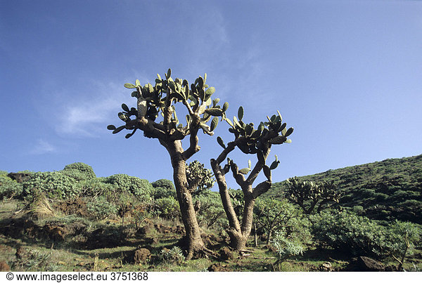 Kaktus  La Palma  Kanarische Inseln  Spanien