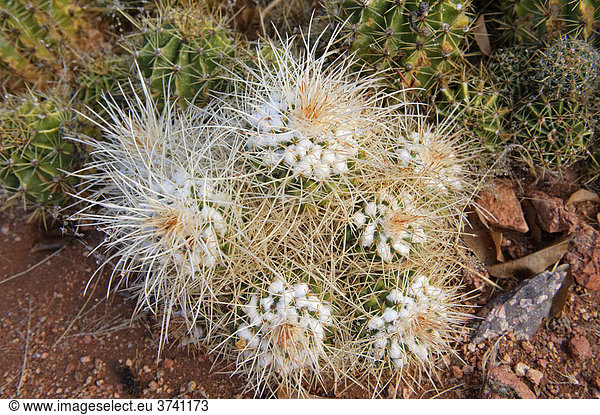 Kaktus nach Regen im Garten der Namtib Gästefarm in den Tirasbergen  Namibia  Afrika