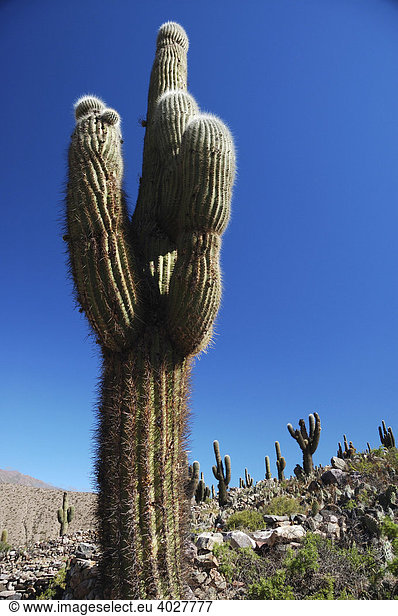 Kaktus  Tilcara  Jujuy Provinz  Nordargentinien  Südamerika