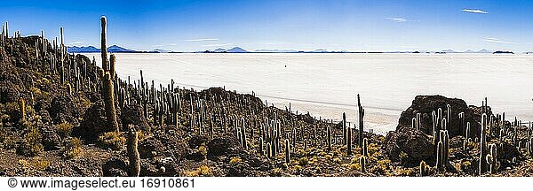 Kaktus und Isla Incahuasi (auch bekannt als Fischinsel oder Inka Wasi)  Uyuni Salzwüste (Salar de Uyuni)  Uyuni  Bolivien