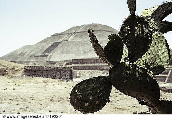 Kaktus vor der heiligen Pyramide der Maya als Touristenattraktion