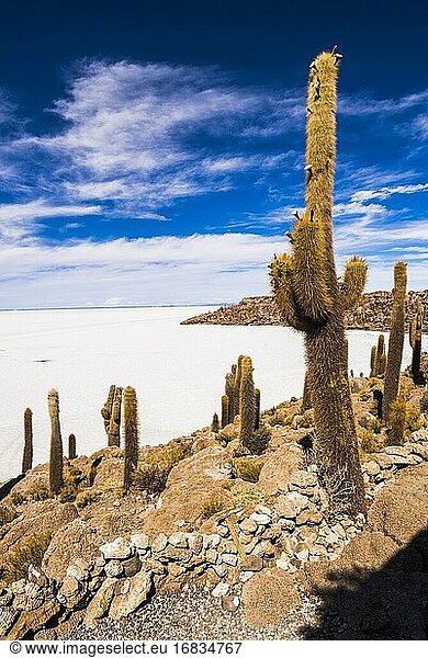 Kaktusbedeckte Fischinsel (Isla Incahuasi oder Inka Wasi)  Uyuni Salzwüste (Salar de Uyuni)  Uyuni  Bolivien