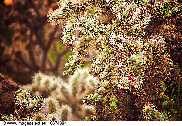 Kaktusschönheit - Besuch in der Wüste von Arizona
